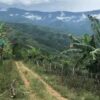 La colombie fera t elle de la biodiversité un atout pour la paix?