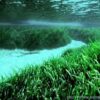 Journée mondiale des herbiers marins